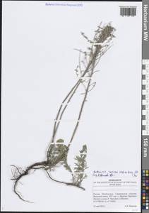 Полынь шелковистая (Besser) Weber ex Stechm., Восточная Европа, Нижневолжский район (E9) (Россия)