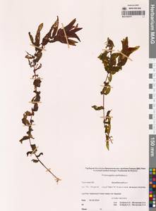 Рдест пронзеннолистный, Рдест стеблеобъемлющий L., Сибирь, Чукотка и Камчатка (S7) (Россия)