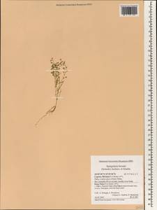 Spergularia bocconei (Scheele) Graebner, Зарубежная Азия (ASIA) (Кипр)