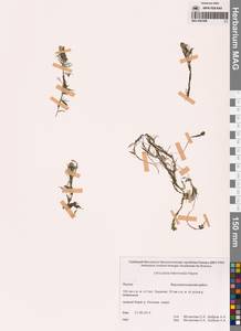 Пузырчатка средняя  Hayne, Сибирь, Якутия (S5) (Россия)