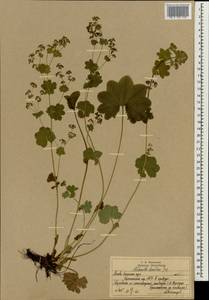 Манжетка неприкрытая Juz., Восточная Европа, Московская область и Москва (E4a) (Россия)