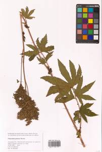 Filipendula digitata (Willd.) Bergmans, Сибирь, Дальний Восток (S6) (Россия)