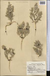 Halimocnemis longifolia Bunge, Средняя Азия и Казахстан, Сырдарьинские пустыни и Кызылкумы (M7) (Узбекистан)