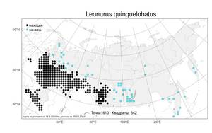 Leonurus quinquelobatus, Пустырник пятилопастный Gilib., Атлас флоры России (FLORUS) (Россия)