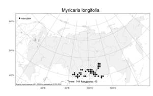 Myricaria longifolia, Мирикария длиннолистная (Willd.) Ehrenb., Атлас флоры России (FLORUS) (Россия)