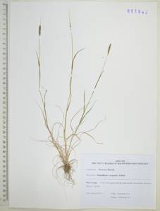 Лисохвост равный Sobol., Сибирь, Дальний Восток (S6) (Россия)