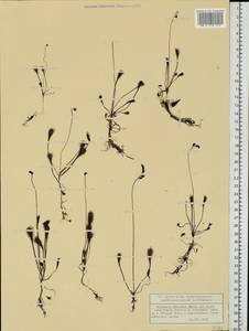 Drosera ×obovata Mert. & W. D. J. Koch, Восточная Европа, Волжско-Камский район (E7) (Россия)