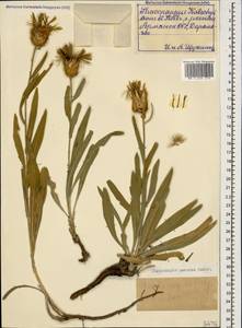 Centaurea kotschyi subsp. persica (Boiss.) Greuter, Кавказ, Армения (K5) (Армения)