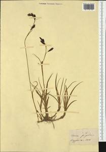 Carex frigida All., Западная Европа (EUR) (Швейцария)