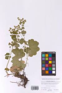 Манжетка обыкновенная L., Восточная Европа, Московская область и Москва (E4a) (Россия)