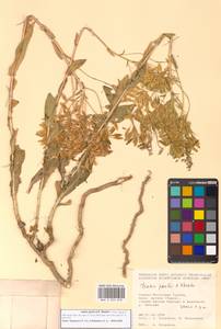 Вайда выемчатая Kar. & Kir., Зарубежная Азия (ASIA) (Турция)