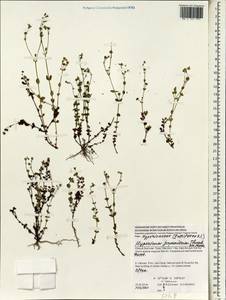 Зверобой японский Thunb., Зарубежная Азия (ASIA) (Вьетнам)