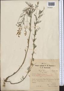 Астрагал бороздчатый L., Средняя Азия и Казахстан, Северный и Центральный Казахстан (M10) (Казахстан)