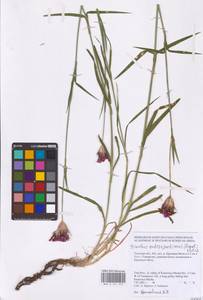 Гвоздика Андржейовского Zapal., Восточная Европа, Центральный район (E4) (Россия)