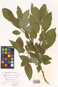 Яблоня домашняя (Suckow) Borkh., Восточная Европа, Центральный район (E4) (Россия)