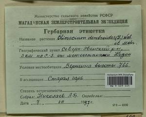Climacium dendroides (Hedw.) F. Weber & D. Mohr, Гербарий мохообразных, Мхи - Чукотка и Камчатка (B21) (Россия)