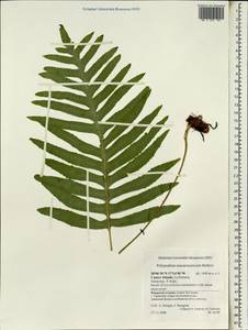 Polypodium macaronesicum, Африка (AFR) (Испания)