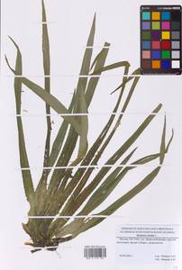 Телорез алоэвидный, Телорез обыкновенный L., Восточная Европа, Московская область и Москва (E4a) (Россия)