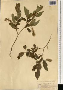 Ива ложнопятитычинковая (Flod.) Flod., Монголия (MONG) (Монголия)