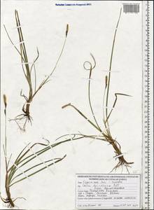 Осока верещатниковая Pollich, Восточная Европа, Белоруссия (E3a) (Белоруссия)