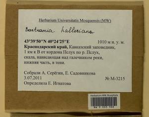 Bartramia halleriana Hedw., Гербарий мохообразных, Мхи - Северный Кавказ и Предкавказье (B12) (Россия)