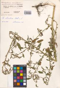 Chenopodium betaceum Andrz., Восточная Европа, Литва (E2a) (Литва)