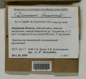 Dicranum drummondii Müll. Hal., Гербарий мохообразных, Мхи - Дальний Восток (без Чукотки и Камчатки) (B20) (Россия)