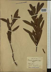 Acacia longifolia (Andrews) Willd., Австралия и Океания (AUSTR) (Австралия)