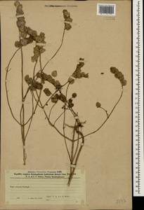 Rhinanthus serotinus var. vernalis (N.W.Zinger) Janch., Кавказ, Азербайджан (K6) (Азербайджан)
