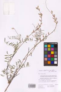 Astragalus astrachanicus Sytin & Laktionov, Восточная Европа, Нижневолжский район (E9) (Россия)
