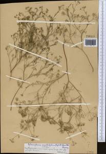 Psammogeton capillifolium (Regel & Schmalh.) Mousavi, Mozaff. & Zarre, Средняя Азия и Казахстан, Сырдарьинские пустыни и Кызылкумы (M7) (Казахстан)