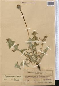 Taraxacum sonchoides (D. Don) Sch. Bip., Средняя Азия и Казахстан, Западный Тянь-Шань и Каратау (M3) (Узбекистан)