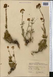 Патриния средняя (Hornem.) Roem. & Schult., Средняя Азия и Казахстан, Муюнкумы, Прибалхашье и Бетпак-Дала (M9) (Казахстан)