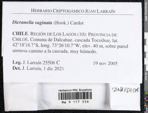 Dicranella vaginata (Hook.) Cardot, Гербарий мохообразных, Мхи - Америка (BAm) (Чили)