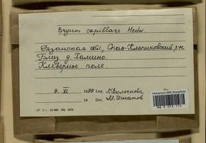 Rosulabryum capillare (Hedw.) J.R. Spence, Гербарий мохообразных, Мхи - Центральное Нечерноземье (B6) (Россия)
