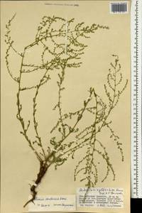 Полынь желтоцветная Krasch., Монголия (MONG) (Монголия)