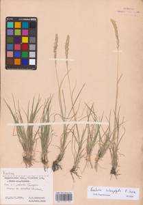 Koeleria macrantha subsp. macrantha, Восточная Европа, Нижневолжский район (E9) (Россия)