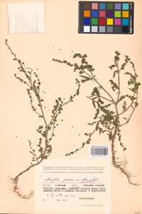 Лебеда раскидистая L., Восточная Европа, Московская область и Москва (E4a) (Россия)