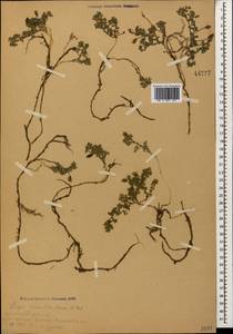 Cicer incisum (Willd.)K.Maly, Кавказ, Армения (K5) (Армения)