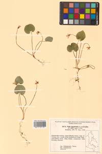 Viola epipsila subsp. repens (Turcz.) W.Becker, Сибирь, Дальний Восток (S6) (Россия)