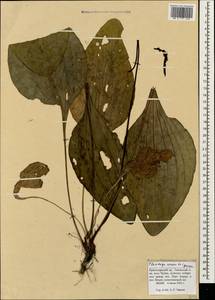 Подорожник Корнута Gouan, Кавказ, Краснодарский край и Адыгея (K1a) (Россия)