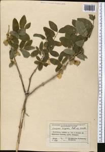 Жимолость щетинистая Pall. ex Schult., Средняя Азия и Казахстан, Северный и Центральный Тянь-Шань (M4) (Киргизия)