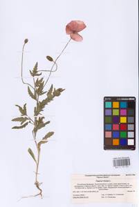 Мак самосейка L., Восточная Европа, Нижневолжский район (E9) (Россия)