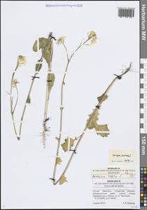 Rhamphospermum arvense (L.) Andrz. ex Besser, Восточная Европа, Средневолжский район (E8) (Россия)