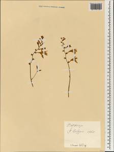 Liliaceae, Зарубежная Азия (ASIA) (Вьетнам)