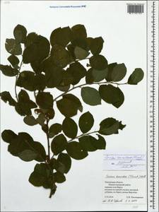 Prunus tomentosa Thunb., Восточная Европа, Средневолжский район (E8) (Россия)