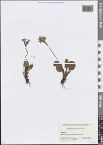 Первоцвет приятный M.Bieb., Кавказ, Краснодарский край и Адыгея (K1a) (Россия)