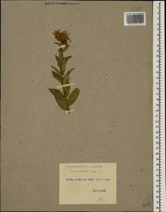 Pentanema asperum (Poir.) G.V.Boiko & Korniy., Кавказ, Грузия (K4) (Грузия)