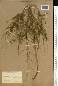 Спаржа лекарственная L., Восточная Европа, Южно-Украинский район (E12) (Украина)