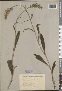 Пальчатокоренник Фукса (Druce) Soó, Восточная Европа, Московская область и Москва (E4a) (Россия)